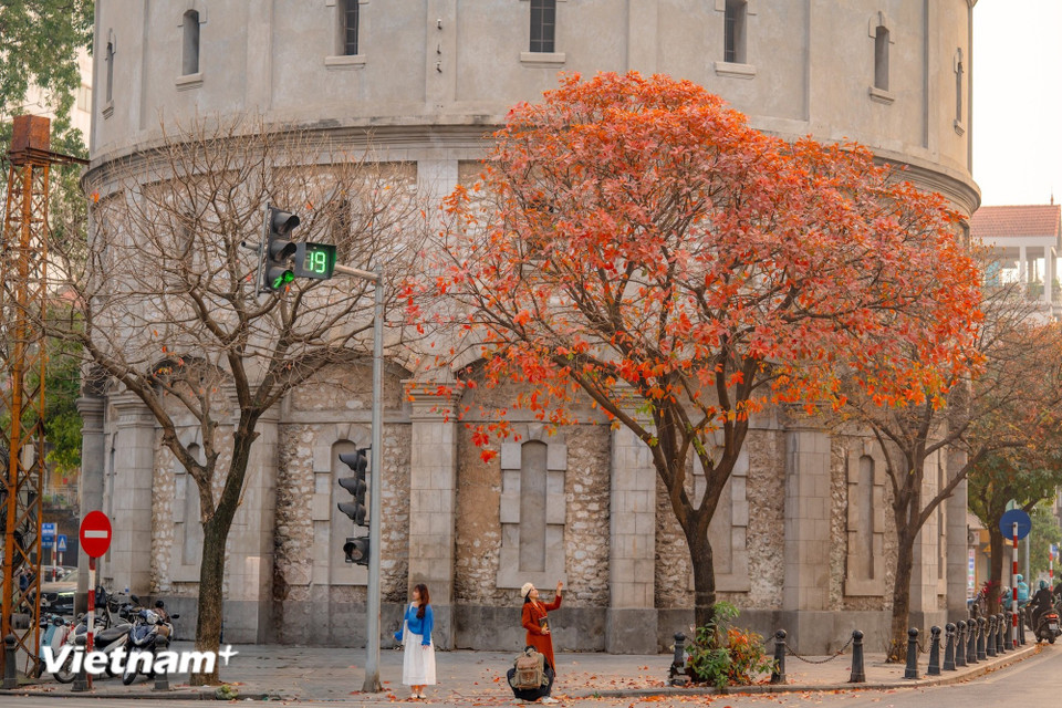 Сезон смены листвы не бывает броским или шумным, но именно он легче всего трогает душу - это пора ностальгии. (Фото: Минь Шон/Vietnam+)