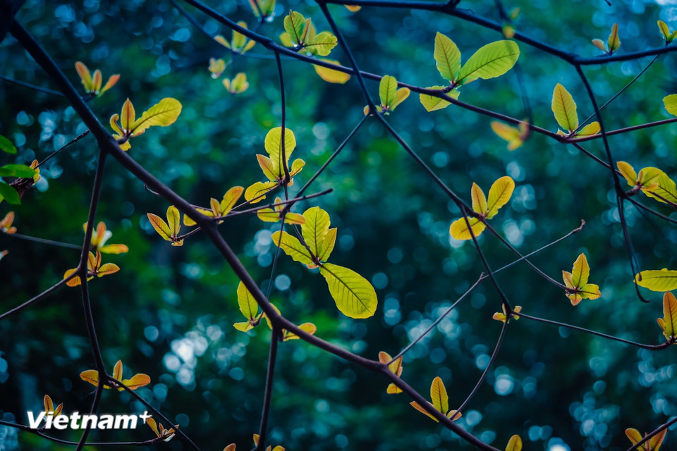 Пора, когда деревья в Ханое меняют листву, это время, когда город словно «меняет наряд». (Фото: Минь Шон/Vietnam+)