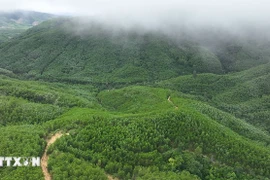 Согласно данным Министерства сельского хозяйства и окружающей среды, при площади лесов 14,9 млн гектаров общий потенциальный объём оценивается примерно в 70 млн тонн углеродных кредитов, однако использование экономической ценности этого ресурса остаётся пока скромным (Фото: ВИА)