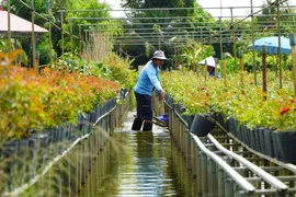 Выращивание цветов на стеллажах — традиционная особенность цветочной деревни Садек (Донгтхап)