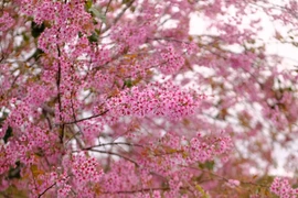 Сезон цветения сакуры в Далате «манит» туристов