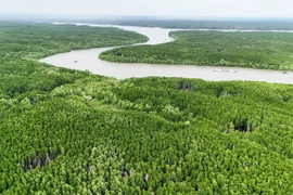 Развитие прибрежных лесов — импульс для зелёной экономики