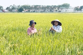 Проверка качества риса TBR225 в коммуне Лиенмак (район Мелинь) (Фото: hanoimoi.vn)
