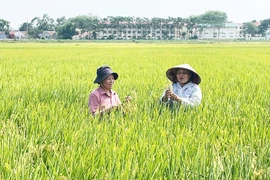 Проверка качества риса TBR225 в коммуне Лиенмак (район Мелинь) (Фото: hanoimoi.vn)