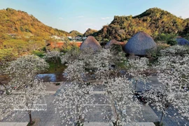 Цветение бановых деревьев привлекает туристов в Шонла