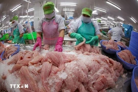 Сортировка и заморозка филе пангасиуса для экспорта на заводе компании АО Годанг Тьензянг (Фото: ВИА)