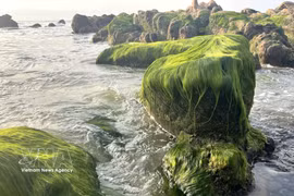 Сезон зелёных водорослей на пляже Котхать 