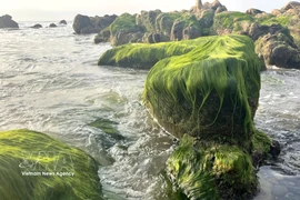 Сезон зелёных водорослей на пляже Котхать 