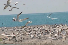 Крупнейшая крачка мира улетела зимовать из Казахстана во Вьетнам