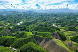 Провинция Тханьхоа развивает лесное хозяйство в соответствии со стандартами FSC