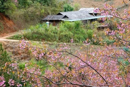 Сверкающее многоцветье цветов То-зай в высокогорном районе Му-канг-чай
