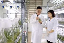 АО Thai Binh Seed является одним из ведущих предприятий Вьетнама в области производства семян сельскохозяйственных культур. Компания владеет авторскими правами на 30 сортов растений (Фото: ВИА)