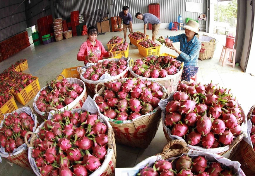 Кооператив Long Hoi Dragon Fruit (провинция Лонган) ежегодно поставляет около 5 000 тонн фруктов на внутренний рынок и экспортирует в Китай. (Фото: ВИA)