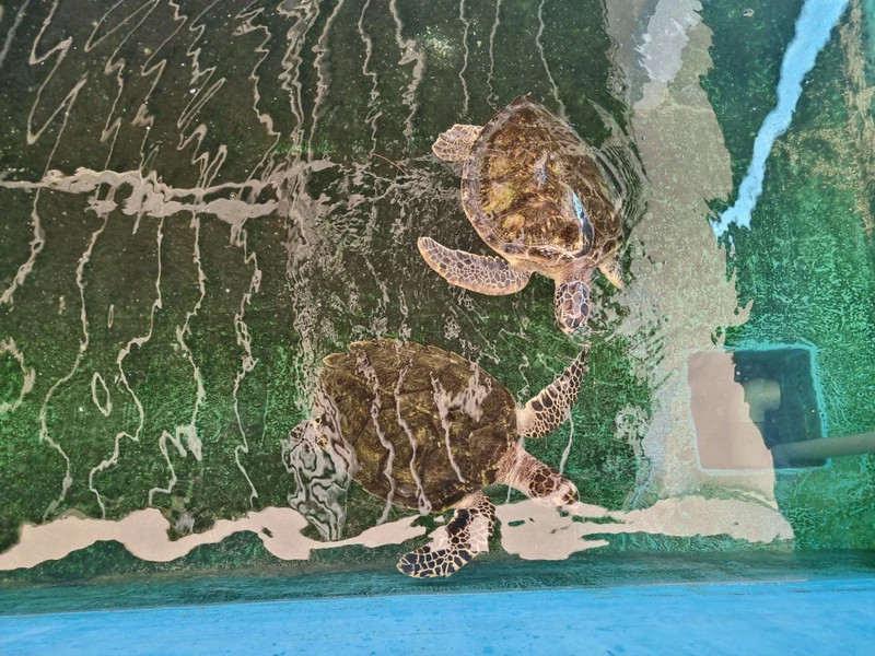 Зона спасения морских черепах в национальном парке Нуйча (уезд Ниньхай, провинция Ниньтхуан). (Фото: ВИА)