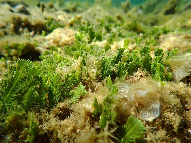 Экосистема морских водорослей и морских трав в морском заповеднике при национальном парке Нуйча (уезд Ниньхай, провинция Ниньтхуан). (Фото: ВИА)