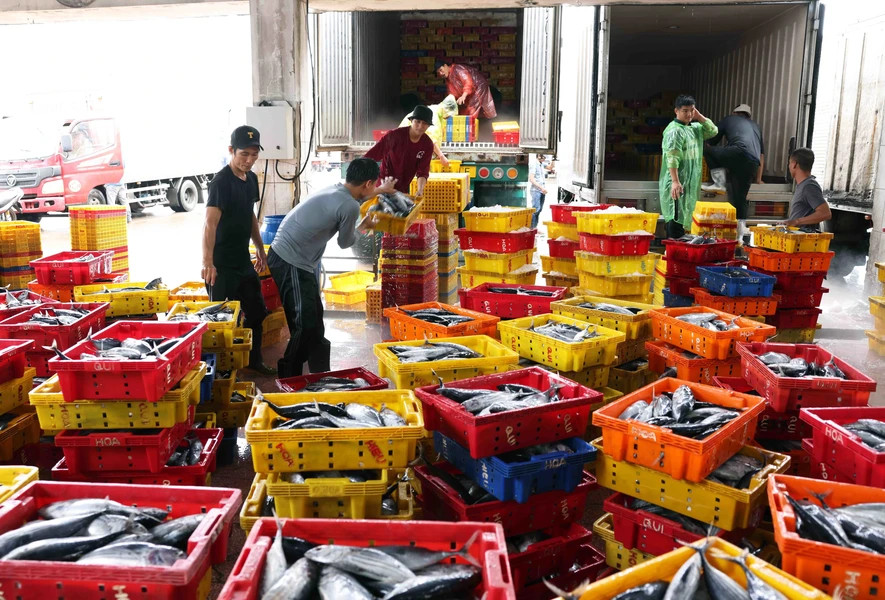 Морские морепродукты собираются в рыболовецком порту Куинньон в провинции Биньдинь. (Фото: ВИА)