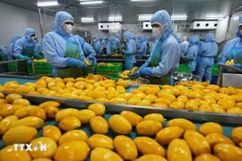 Перерабатывают продукцию из манго для экспорта на рынки США, Европы, Республики Корея и Японии на заводе Акционерной компании по овощам и фруктам Анзянг в провинции Ламдонг. (Фото: ВИА)