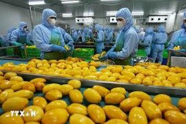 Перерабатывают продукцию из манго для экспорта на рынки США, Европы, Республики Корея и Японии на заводе Акционерной компании по овощам и фруктам Анзянг в провинции Ламдонг. (Фото: ВИА)