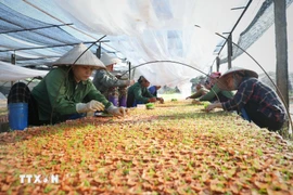 Рабочие выращивают саженцы в питомнике одной из компаний. (Фото: ВИА)