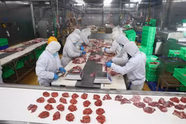 Рабочие компании с ограниченной ответственностью Pacow International (квартал Зялок, провинция Тэйнинь) возвращаются к работе в обычном режиме после праздника Тэт, чтобы обеспечить рынок продуктами питания. (Фото: ВИА)