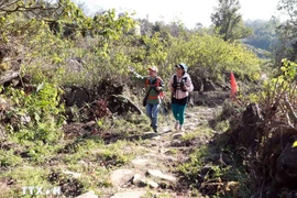 Древняя каменная дорога Пави проходит от общины Синсуойхо (провинция Лайчау) до общины Денсанг (провинция Лаокай). (Фото: ВИА)