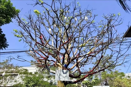 Столетняя жёлтая абрикоса стоимостью 3,7 млрд донгов вызвала ажиотаж в Анзянге. Фото: ВИА.