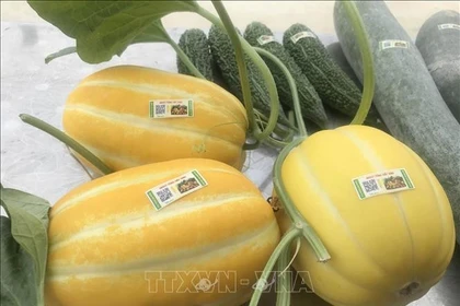 Продукция из дыни с нанесённой маркой прослеживаемости представлена в магазине сельскохозяйственных товаров Сoнгван, город Ниньбинь, провинция Ниньбинь. Фото: ВИА.