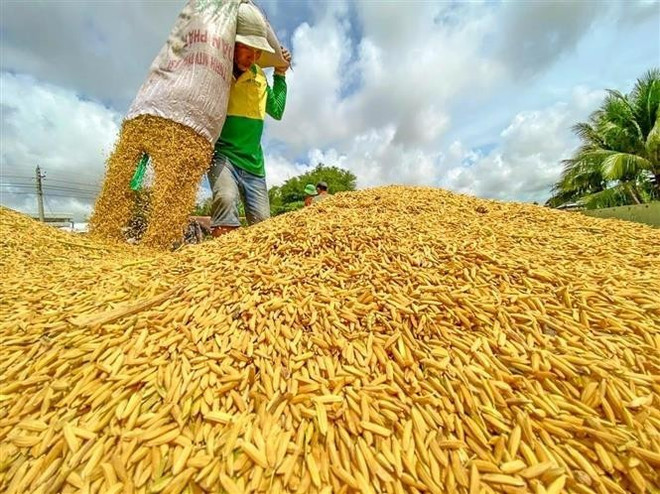 Свежесобранный рис (Фото: ВИА) nong-nghiep-sinh-thai.jpg