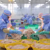 Рабочие перерабатывают морепродукты для экспорта (Фото: ВИА) 