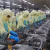 Работники перерабатывают креветки на экспорт на акционерном обществе Minh Phu Seafood в провинции Камау (Фото: ВИА)