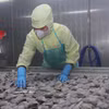 За первые восемь месяцев 2026 года экспорт креветок достиг 3,29 млрд долларов США, увеличившись на 12,3% и составив около 41% общего объёма экспорта морепродуктов (Фото: ВИА)