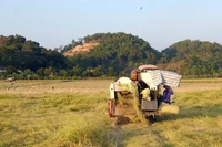 Поле клейкого риса "Неп Куит" — региональной специалитет общины Датэ — с механизацией большинства производственных этапов. (Фото: ВИА)