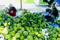 Экспорт сельхозпродукции Ханоя в 2025 году превысил 2 млрд долларов США. (Фото: ВИА)