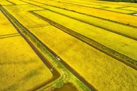 Рисовое поле в коммуне Винь Ми провинции Камау, вид с воздуха.