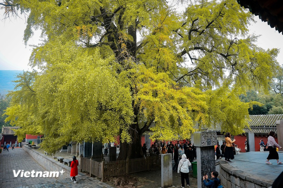 Наиболее подходящее время для посещения — с марта по ноябрь, когда погода мягкая и осадков немного. Для полноценного знакомства с комплексом туристам рекомендуется выделить 2–3 часа либо целый день. (Фото: Hoài Nam/Vietnam+)