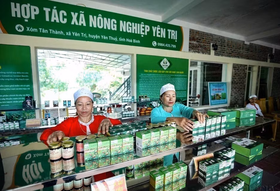 Сельскохозяйственный кооператив Yen Tri в уезде Йентху, Хоабинь, инвестировал в современные производственные линии для производства высококачественных растительных экстрактов. (Фото: ВИА)