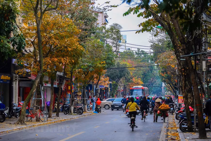 Ханое мартовский одет в нежную желтизну. (Фото: Тхе Дай / Vietnam +)