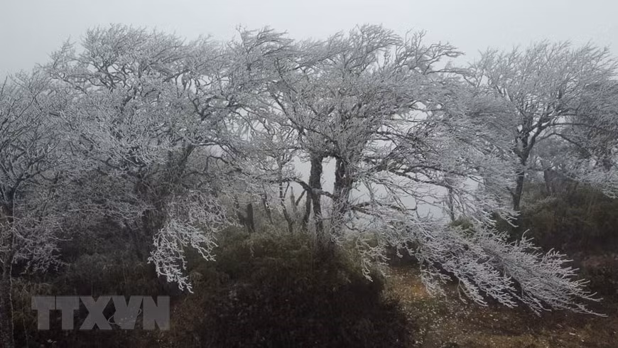 Деревья на горе Фиа-оак покрыты белой заморозкой, и стали похожи на белые пушистые ветки сливы в сезон цветения. (Фото: ВИА)