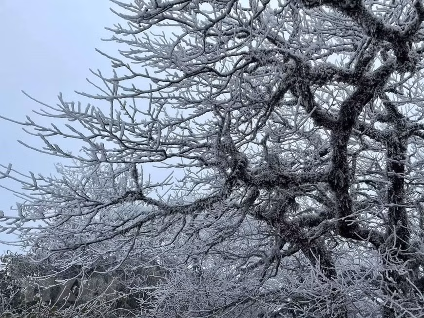 Ледяные ветви на вершине горы Фиа-оак. (Фото: ВИА)