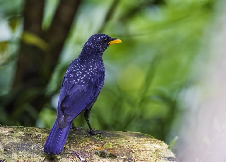 Синяя птица Myophonus caeruleus имеет пурпурный и темно-зеленый мех, издает свистящий звук и обычно активна на рассвете и в сумерках. (Фото: vnexpress.net)