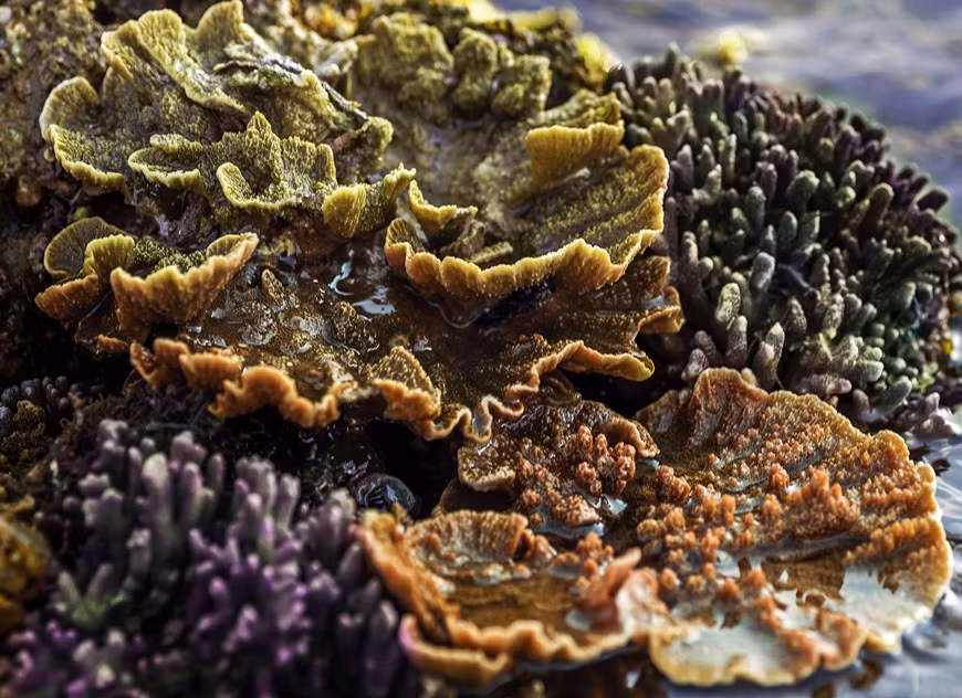 Зеленая и желтая Montipora Capricormis. (Фото: VNP/ВИА)