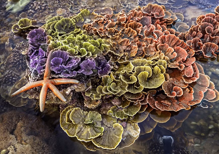 Привлекательный коралловый риф Montipora. (Фото: VNP/ВИА)