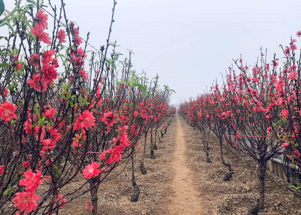 Персиковые деревья в деревне Футхыонг. (Фото: Vietnam +)