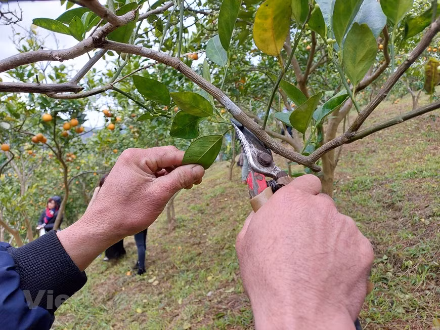 Старые, поврежденные листья необходимо вовремя обрезать. Уезд Моктяу привлекает инвестиции в развитие туризма. Моктяу называют во Вьетнаме «вторым Далатом» и одной из важнейших туристических зон на северо-западе страны. Наряду с активизацией привлечения потенциальных инвесторов в провинции Шонла уделяется внимание повышению качества человеческих ресурсов в области туризма в соответствии с требованиями международной интеграции для превращения каждого местного жителя в «посла туризма». Чтобы развивать эту туристическую зону в соответствии с местным потенциалом, в прошедшее время уезд Моктяу в частности и провинция Шонла в целом уделяли внимание привлечению в неё инвестиций. Здесь осуществляется ряд крупных проектов с объёмом инвестиций в триллионы вьетнамских донгов. (Фото: Минь Тху/Vietnam+)