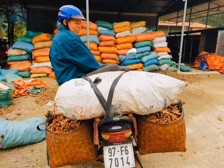 Как предприятие, внесшее большой вклад в дело сохранения и развития продукции из корицы, VINA SAMEX работает над продвижением и закреплением бренда вьетнамских гор и лесов на коричной карте мира. Приезжая в северные горные провинции, представители этнических групп Тай, Дао, Нунг... считают VINA SAMEX своим домом, что дает компании мотивацию для развития производства аниса и корицы. Эти растения являются многолетними культурами и являются основным источником дохода этнических меньшинств в провинциях Лаокай, Йенбай и Лангшон. Продукты Vina Samex с корицей, в том числе порошок корицы, нарезанные ветки с корицей, булочки с корицей, резаки с корицей, круглая корица, сигареты с корицей, флейта с корицей, прессованная корица... доминируют на международных рынках, таких как ЕС и США. (Фото: Vietnam+)
