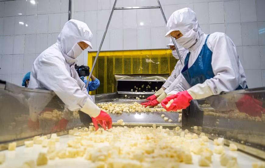 В настоящее время компания производит такие продукты, как концентрированные фруктовые соки и консервированные фрукты, к которым недавно были добавлены сладкая кукуруза и свежий личи. Они являются очень популярными и быстро потребляемыми продуктами на рынке. С овхоз регулярно применяет новые методы ведения сельского хозяйства для повышения урожайности и качества фруктов. Для получения качественных плодов ананаса, прежде всего, должны соответствовать нормам почва и поливная вода. Все производственные линии проходят контроль качества в соответствии со стандартами HACCP и ISO 22000: 2005, что помогает обеспечивать гигиену и безопасность пищевых продуктов и соответствовать экспортным стандартам. В настоящее время продукция Doveco представлена более чем в 30 странах, включая такие требовательные рынки, как США, ЕС, Япония, Корея... (Фото: Vietnam+)