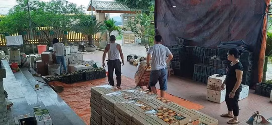 Рабочие работают в компании Акционерное общество «Phu Quy Farm Products». Эта компания является одним из пионеров в производстве и переработке продукции из апельсинов в провинции Нгеан. В прошлый раз, благодаря энтузиазму коллектива, компания вывела на рынок продукцию под торговой маркой “Cam Ky Yen Xu Nghe”. В дополнение к своим традиционным продуктам из апельсинов и других фруктов, Phu Quy Farm Products активно исследовала и искала новые способы переработки фруктов, чтобы представить потребителям следующие новые продукты: варенье из апельсиновой цедры, эфирное масло апельсина, апельсиновый лунный пирог... Компания Phu Quy Farm Products является пионером в производстве продукции из апельсинов в Нгеанне, она поддерживает связи с местными хозяйствами для переработки свежих апельсинов, реализации продуктов из них, а также развивает туризм в апельсиновые сады. (Фото: Vietnam+)