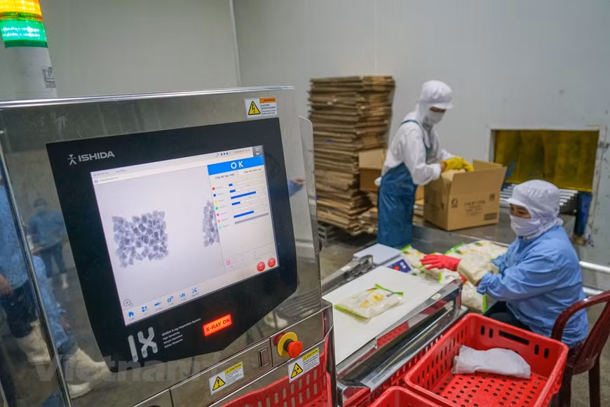 Ананасовый совхоз Донгжао не только становится одним из привлекательных мест для свадебных фотографий в Ниньбинь, но также обещает стать привлекательным местом для экологического туризма, который может принести интересные впечатления посетителям. Огромное пространство позволяет посетителям широко раскрыть глаза и полюбоваться на ананасовые поля в межсезонье. Ананасы доступны круглый год, но чаще всего с марта по июль, а среднее время от посадки до сбора урожая составляет 18 месяцев. Если летом ананасовая ферма выглядит как красивая картина, сочетающая зеленый и желтый цвет ананасов, смешивая их с красным цветом базальтовой почвы, то в преддверии традиционного праздника Тэт ананасовые поля привлекают наибольшее внимание своим очарованием. (Фото: Vietnam+)