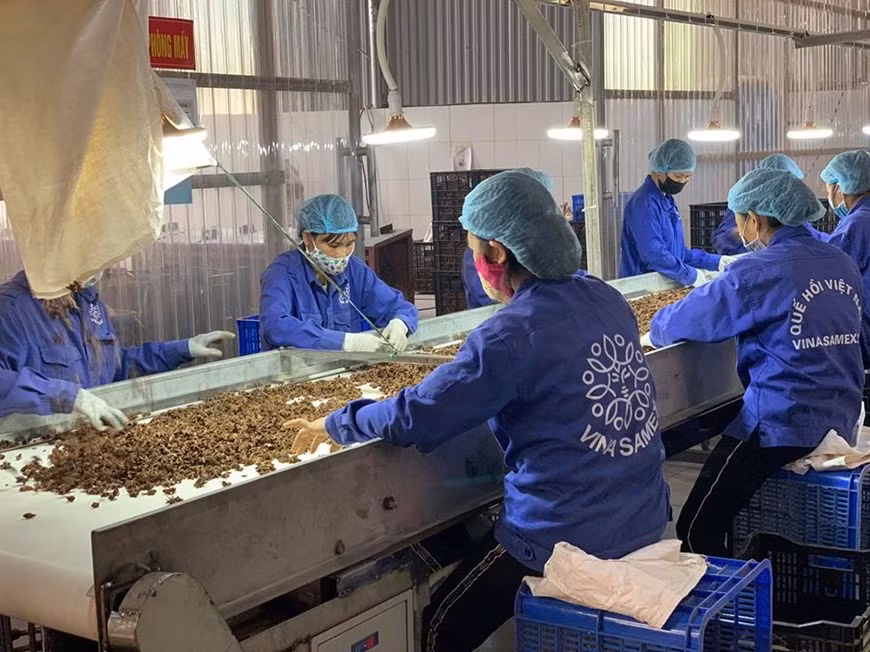 Недавно группа проекта BioTrade SECO и два эксперта из Профсоюза по этическому биоразнообразию (UEBT) в Нидерландах, г-н Сурил Сингх и г-жа Симона Дамико, посетили район выращивания сырья и фабрику Vina Samex в Йенбае. Непосредственно посетив коричный лес и поля аниса, оценив систему производства корицы и аниса на фабрике, UEBT проанализировал информацию, чтобы включить Vina Samex в систему глобальных этических предприятий. Для достижения этого стандарта Vina Samex объединяет усилия в следующих сферах: выращивание органических продуктов, которые экспортируются на международные рынки, деятельность по сохранению биоразнообразия, создание рабочих мест для местных фермеров и содействие развитию чистого сельского хозяйства во Вьетнаме. Основные рынки экспорта: ЕС, Ханой, Корея, Россия, Япония, Сингапур (Фото: Vietnam+)
