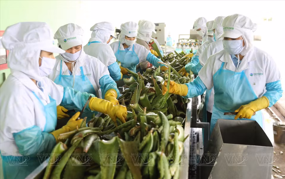 Процесс переработки и классификации алоэ вера в акционерной продуктовой компании Cánh đồng Việt, провинция Ниньтхуан. (Фото: ИЖВ)